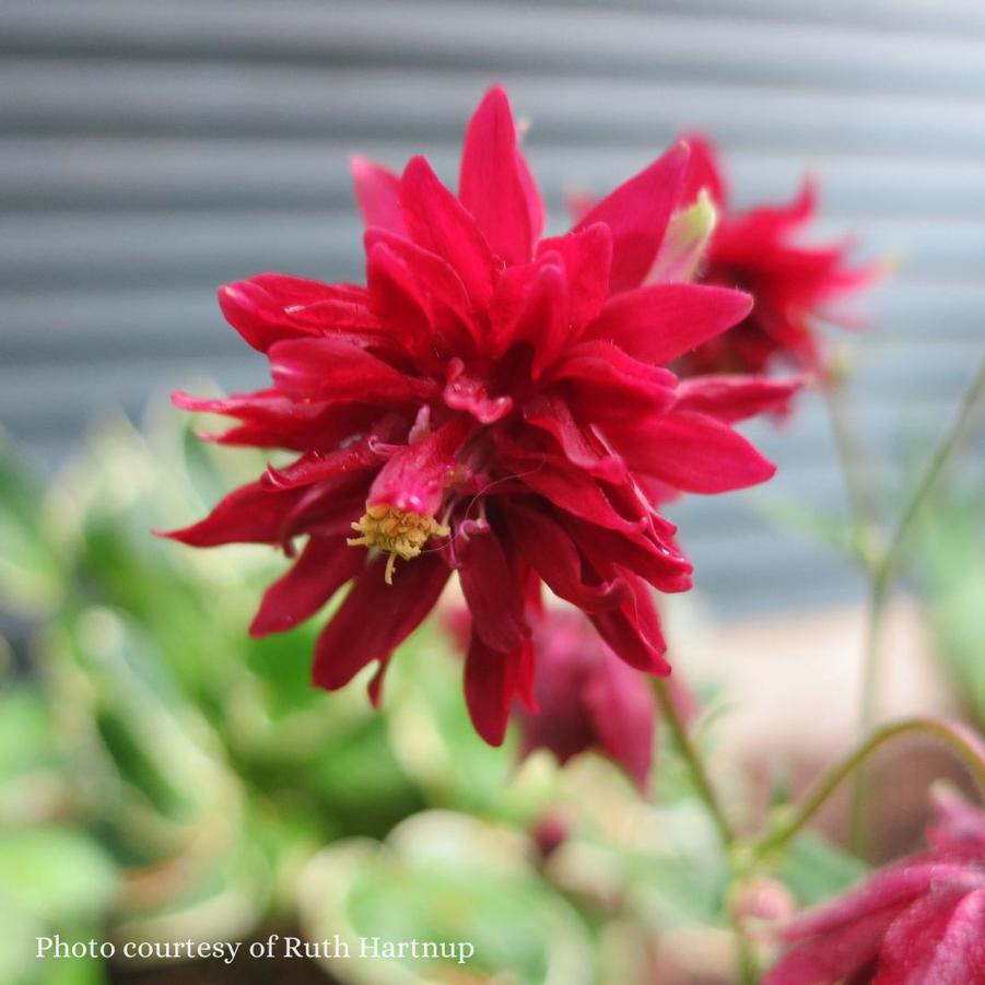 Aquilegia vulgaris 'Ruby Port' 