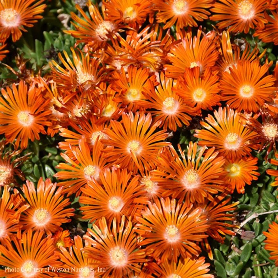 Delosperma 'Orange Vibe' Ocean Sunset™ 