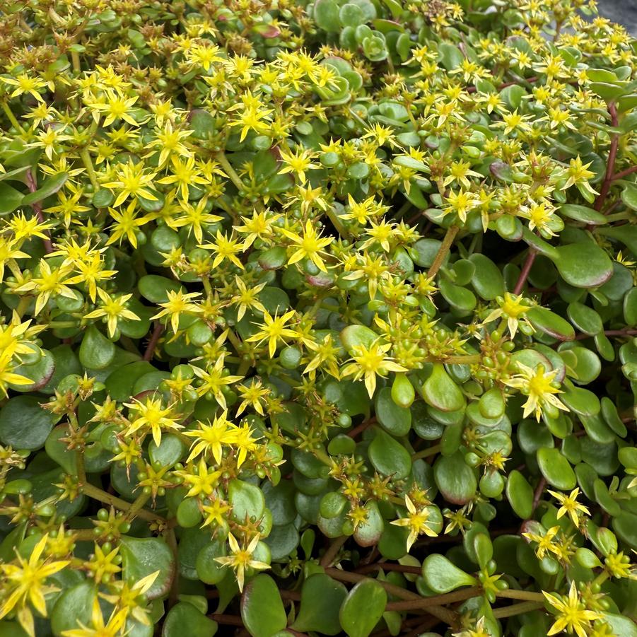 Sedum tetractinum Little China