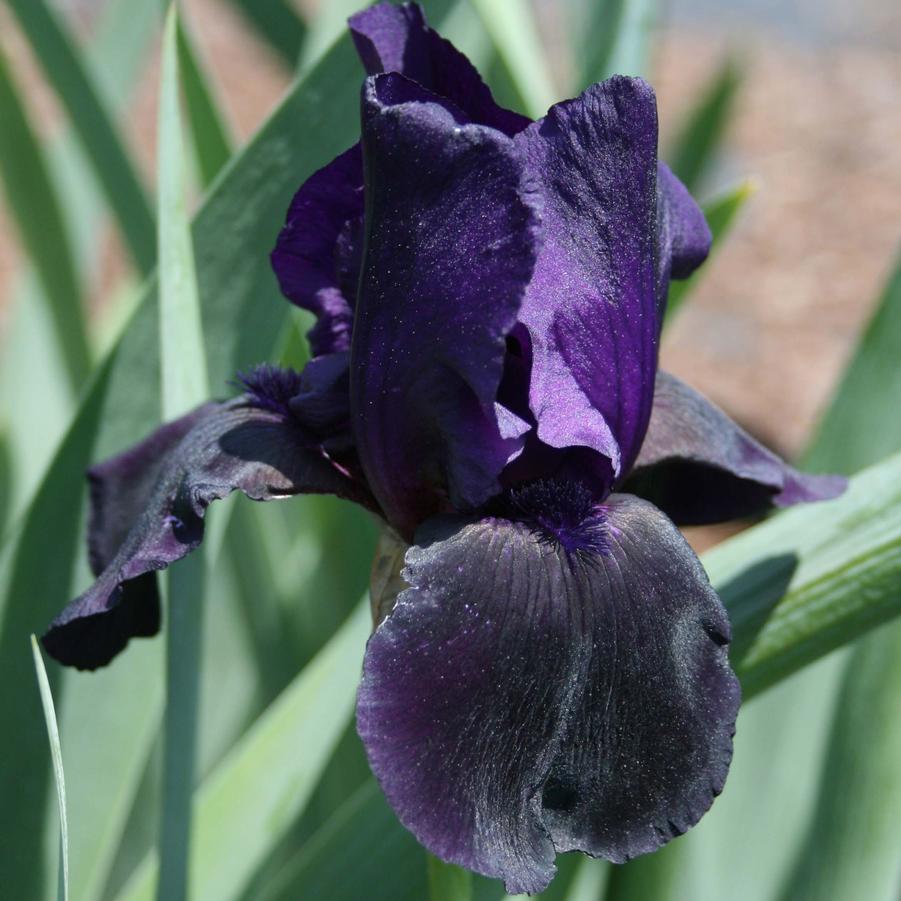 Iris germanica Superstition