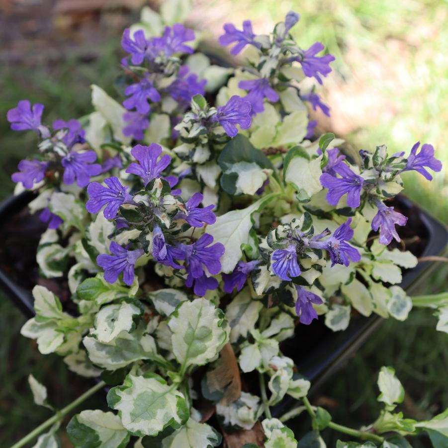 Ajuga x tenorii Princess Leia