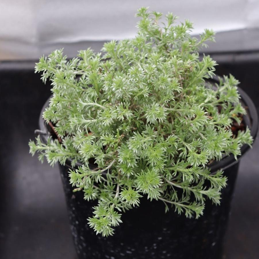 Artemisia frigida Silver Eagle