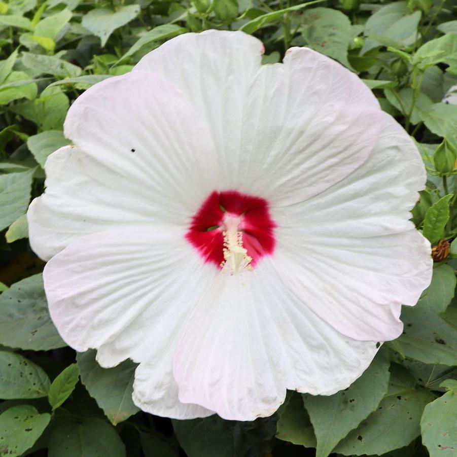 Hibiscus Luna White