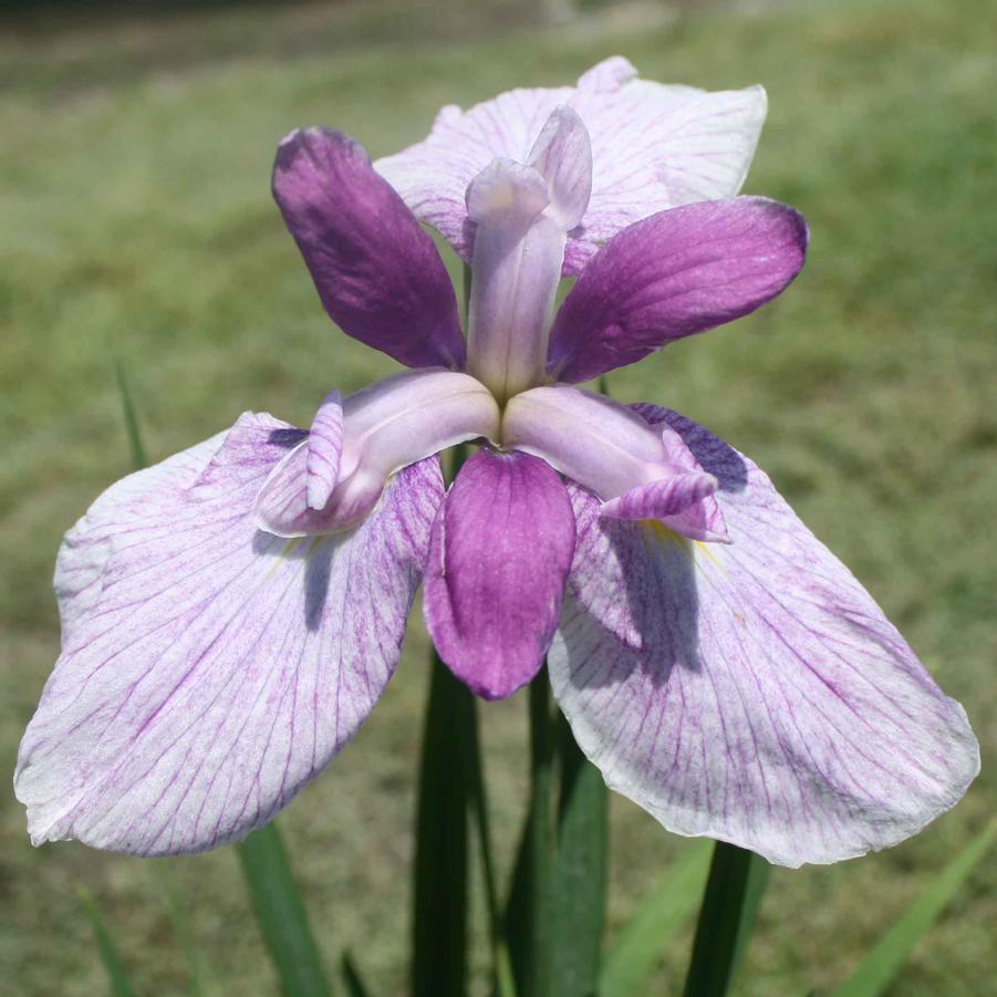 Iris ensata Fortune