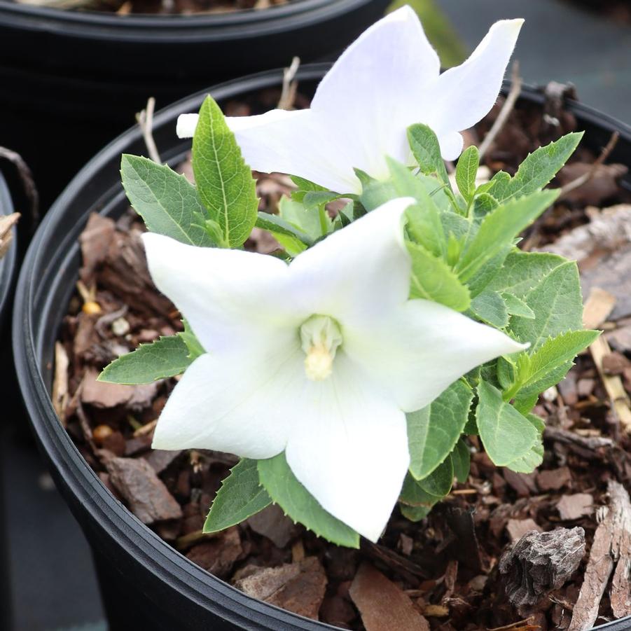 Platycodon Twinkle White
