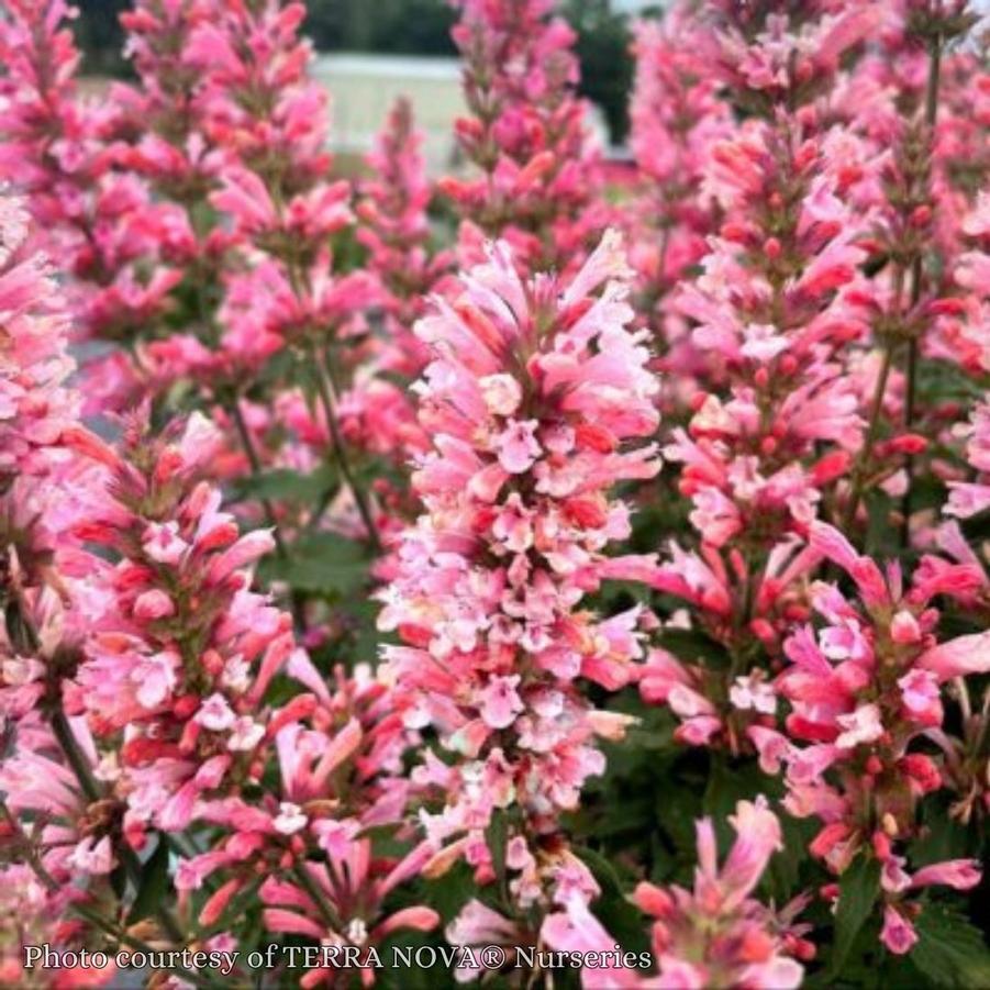 Agastache Pink Pearl