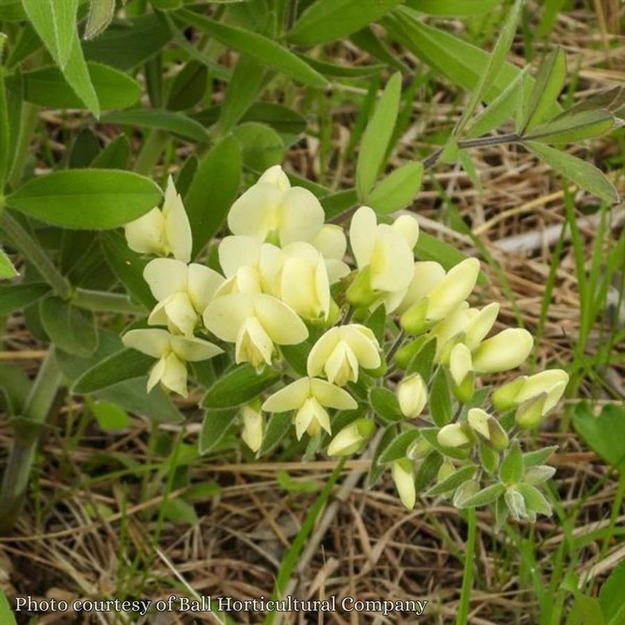 Baptisia bracteata 