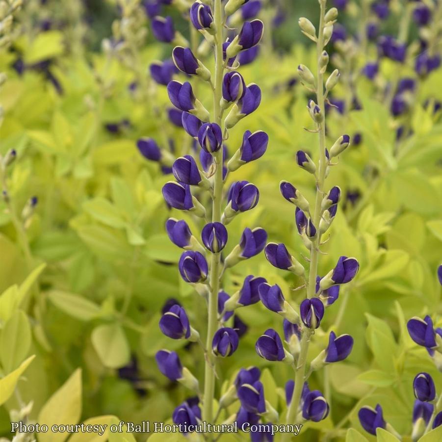 Baptisia Golden Anniversary