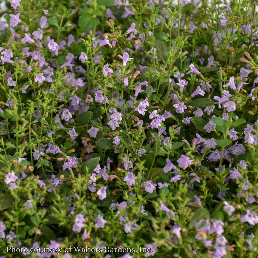 Calamintha nepeta Marvelette Blue