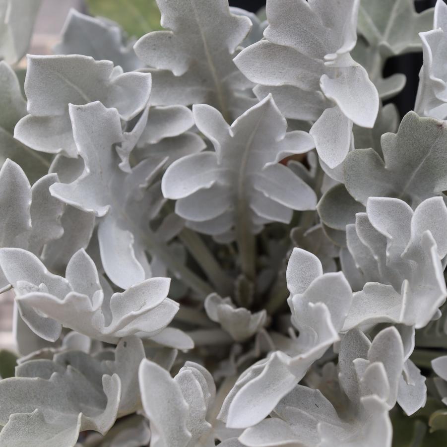 Centaurea ragusina Silver Swirl