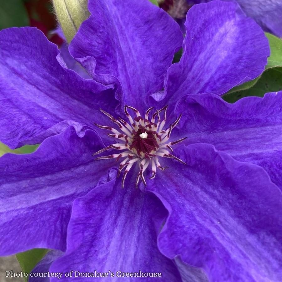 Clematis Lindsay