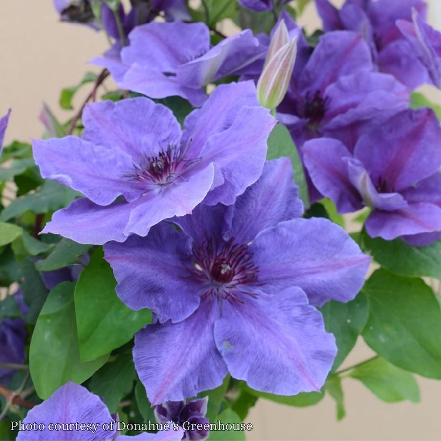 Clematis Ravel