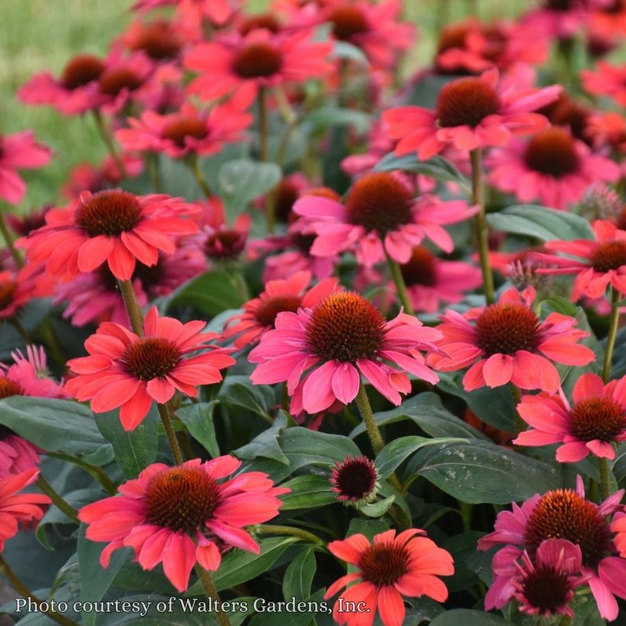 Echinacea Knock em Red