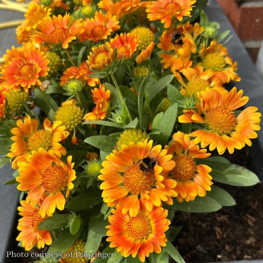 Gaillardia Gusto Orange Zest