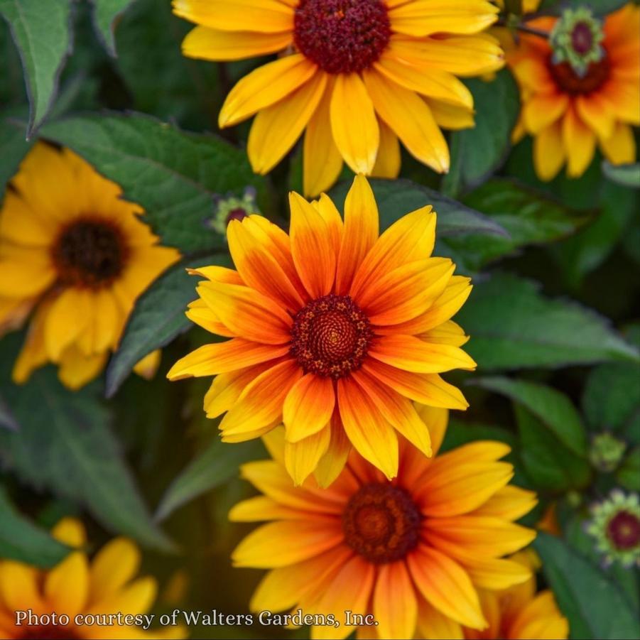 Heliopsis helianthoides Sundial