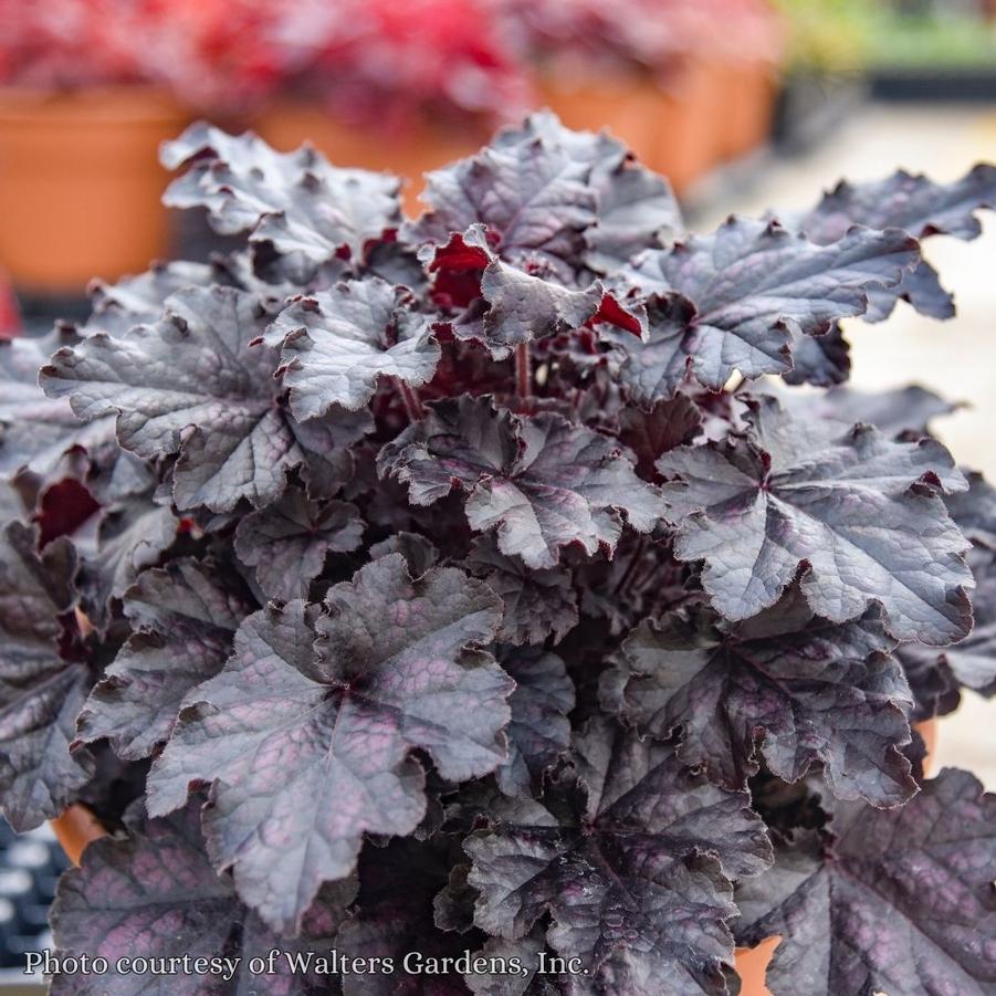 Heuchera Sultry Nights
