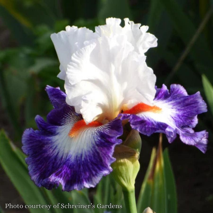 Iris germanica Gypsy Lord