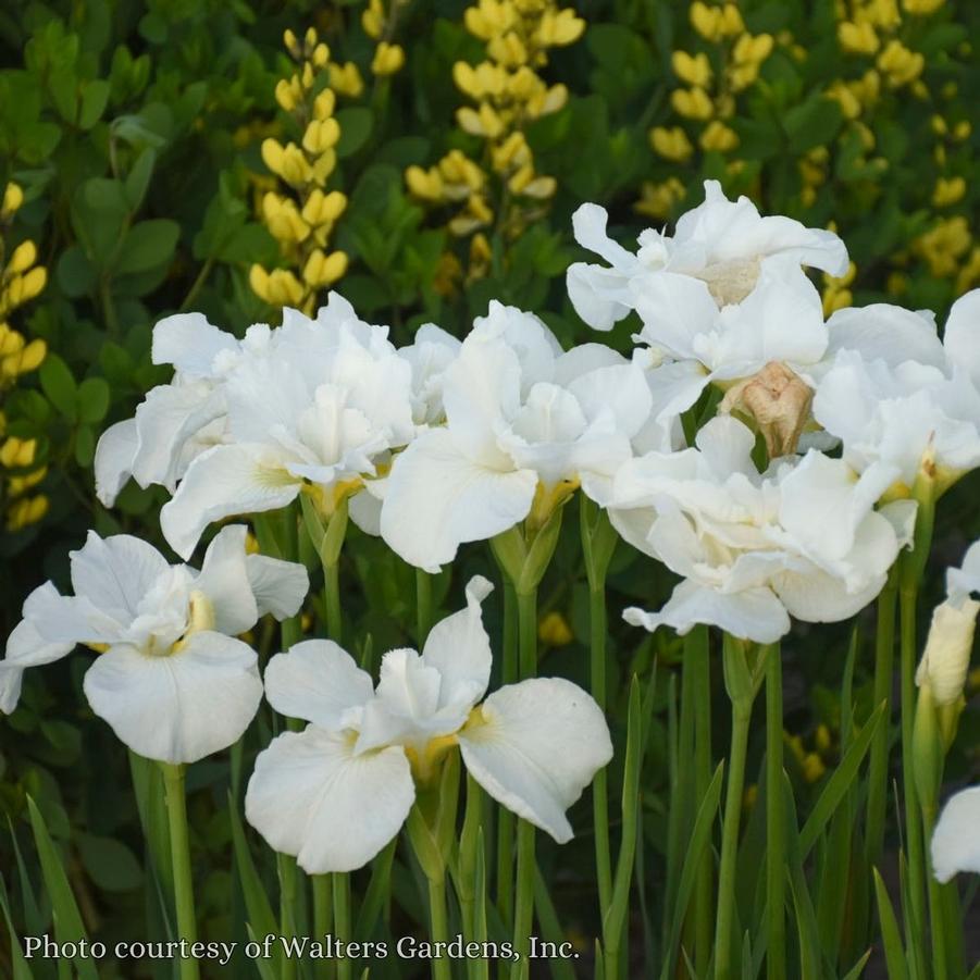 Iris sibirica Swans in Flight