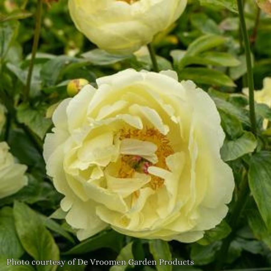 Paeonia Lemon Chiffon