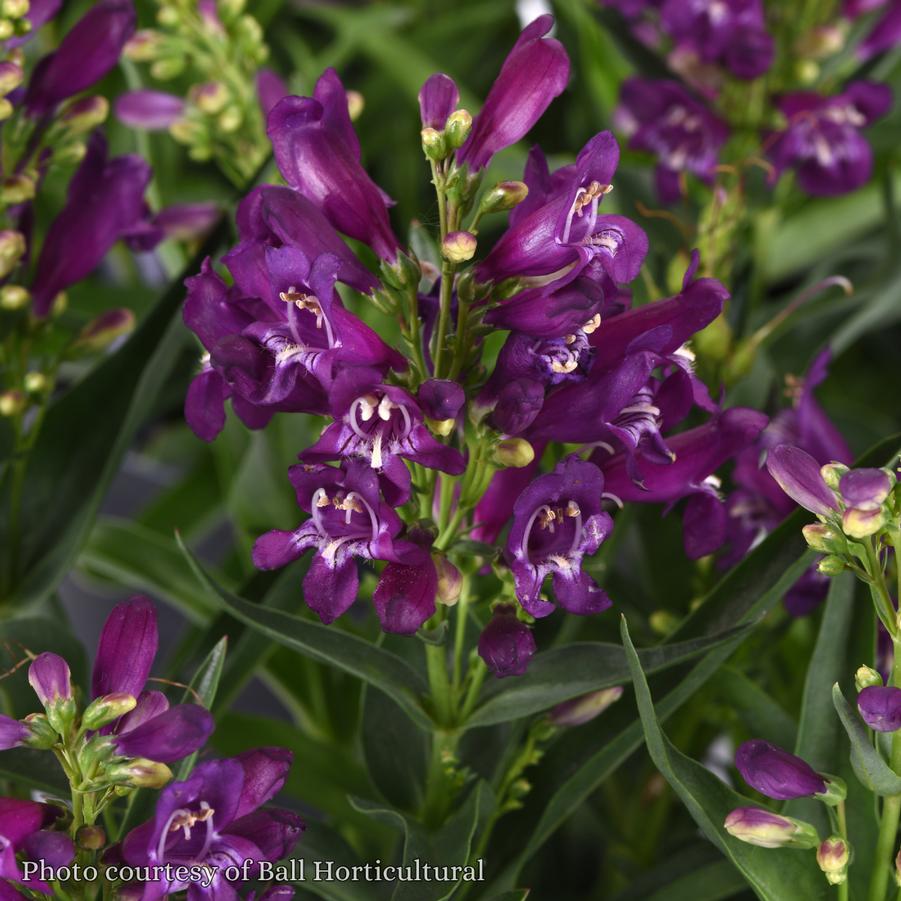 Penstemon barbatus Rock Candy Purple