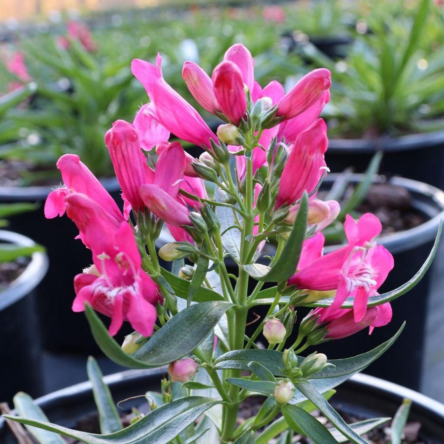Penstemon barbatus Rock Candy Ruby