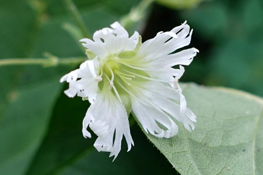Silene stellata 