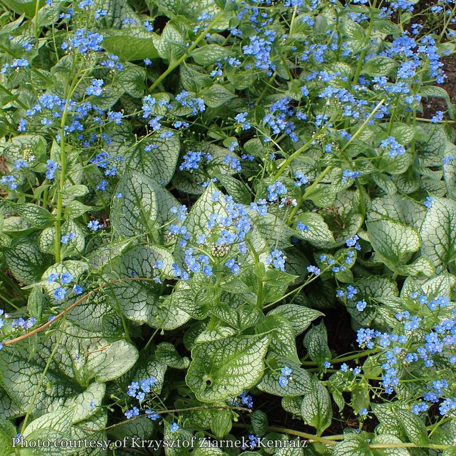 Brunnera macrophylla Sea Heart