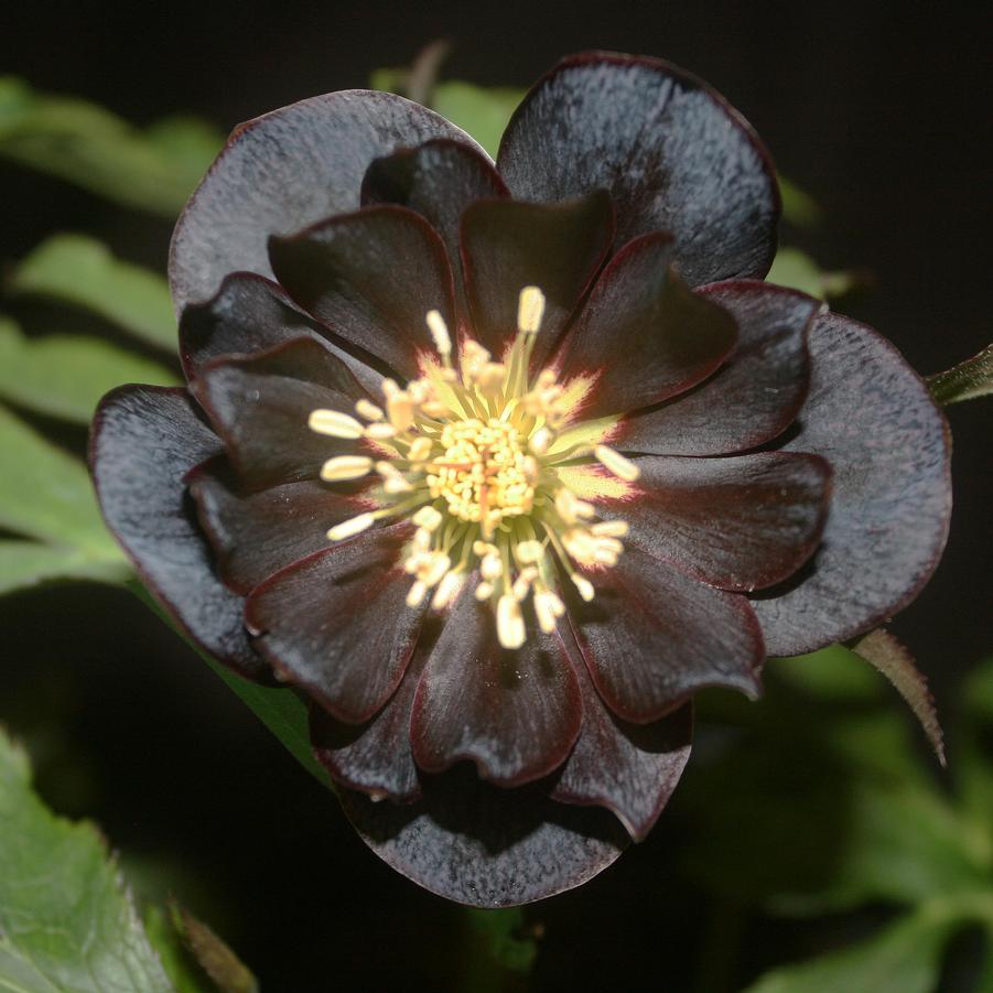 Helleborus Dark and Handsome
