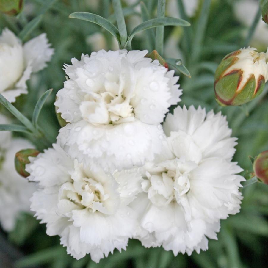 Dianthus Frosty