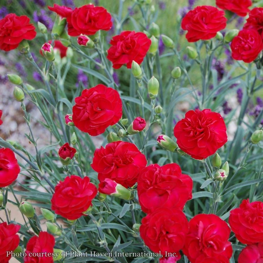 Dianthus Passion