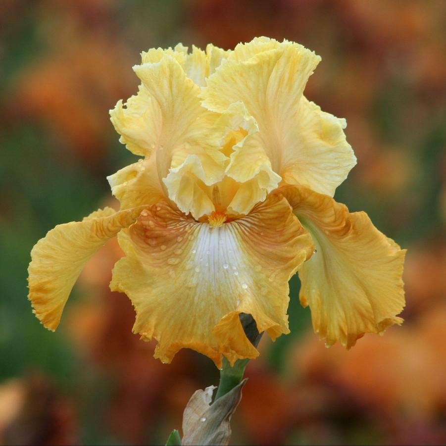 Iris germanica Honeycomb