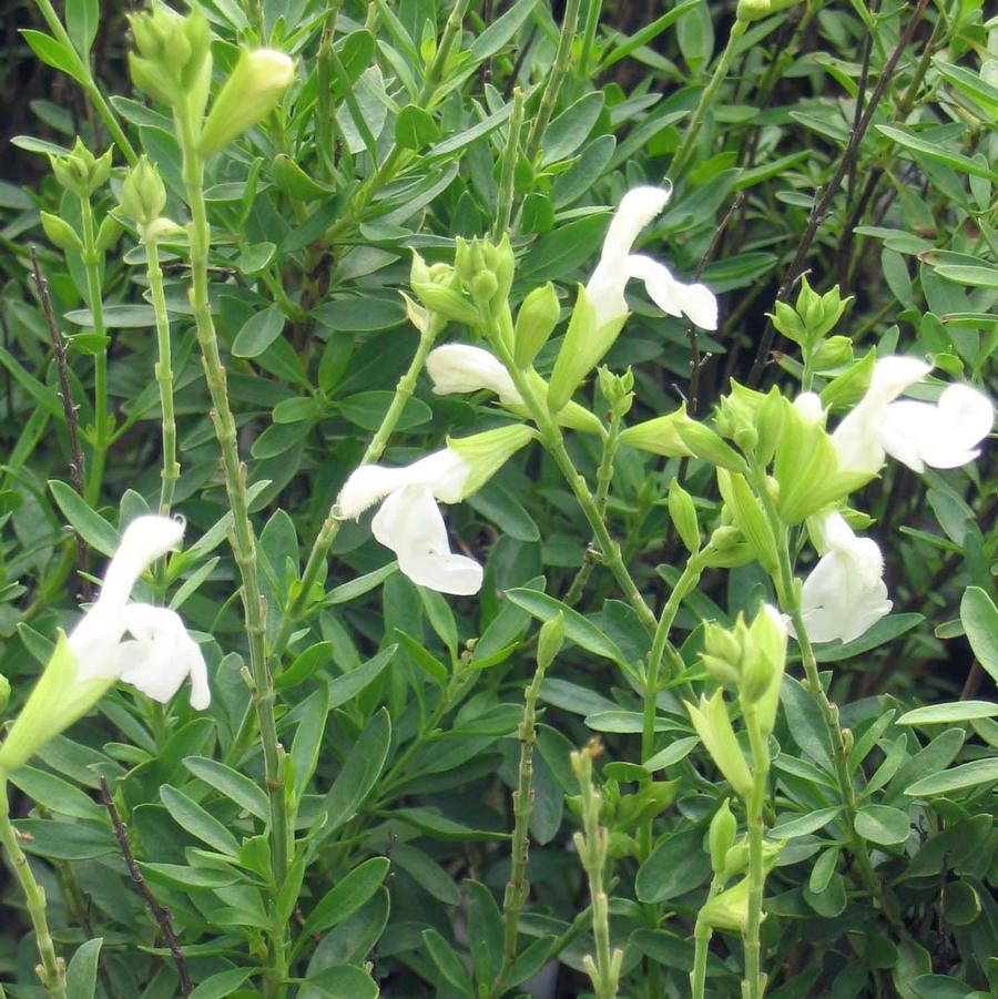 Salvia gregii Alba