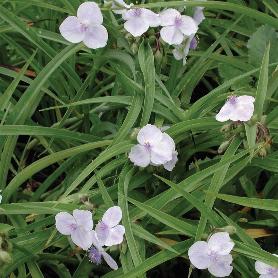 Tradescantia Osprey