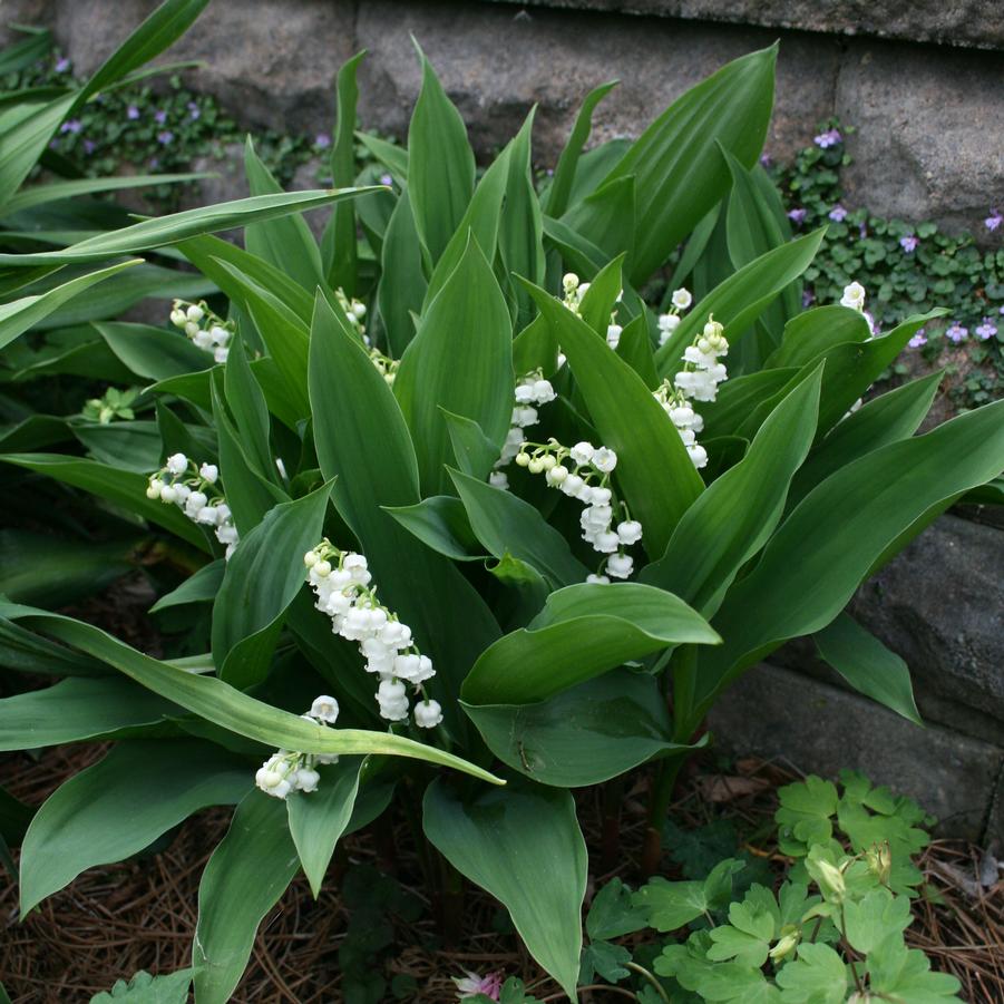 Convallaria majalis 