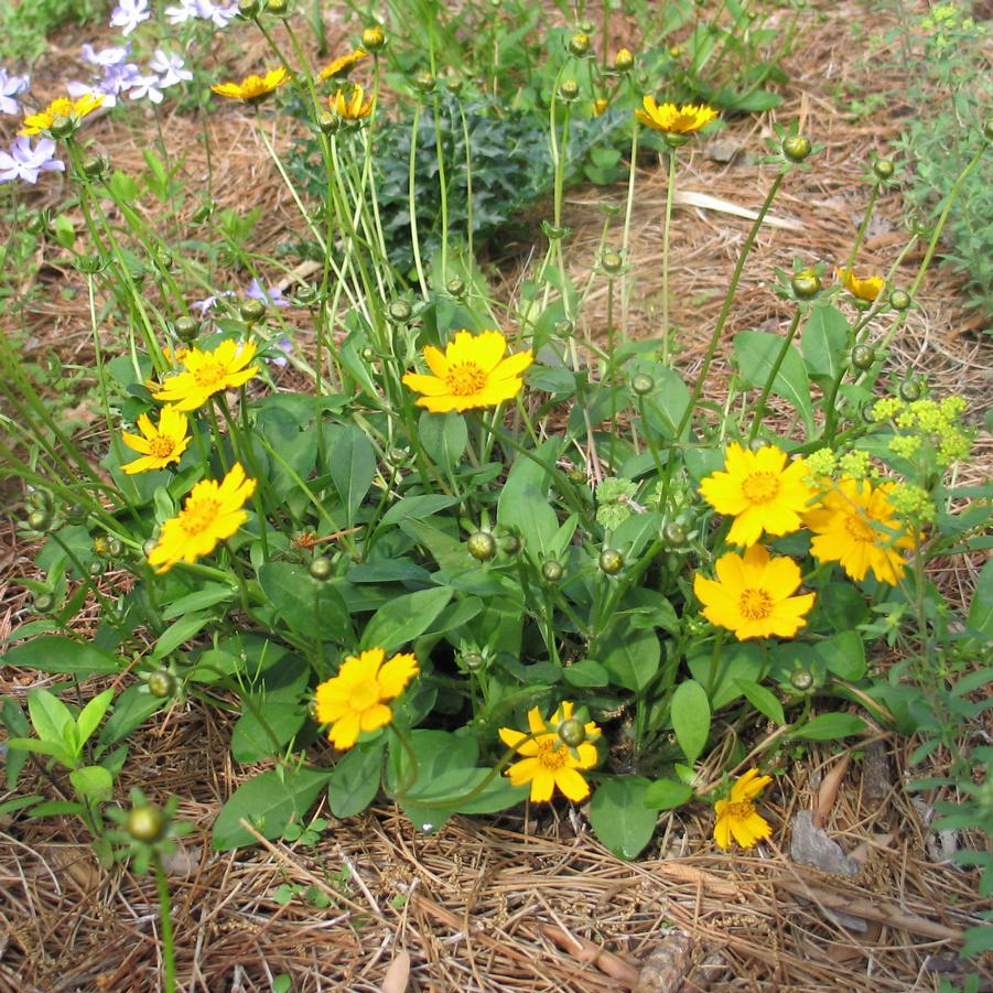 Coreopsis auriculata Nana