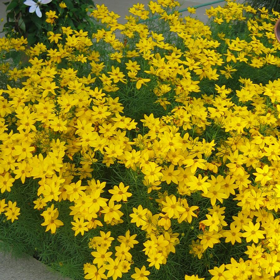 Coreopsis verticillata Golden Gain