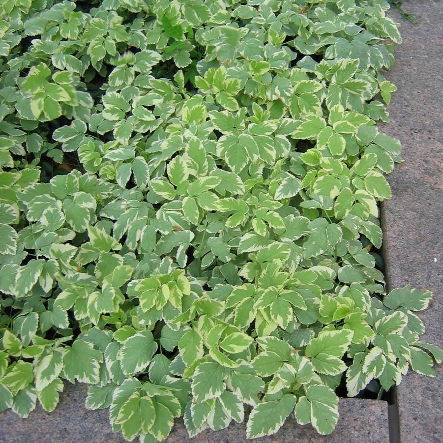 Aegopodium podagraria Variegatum