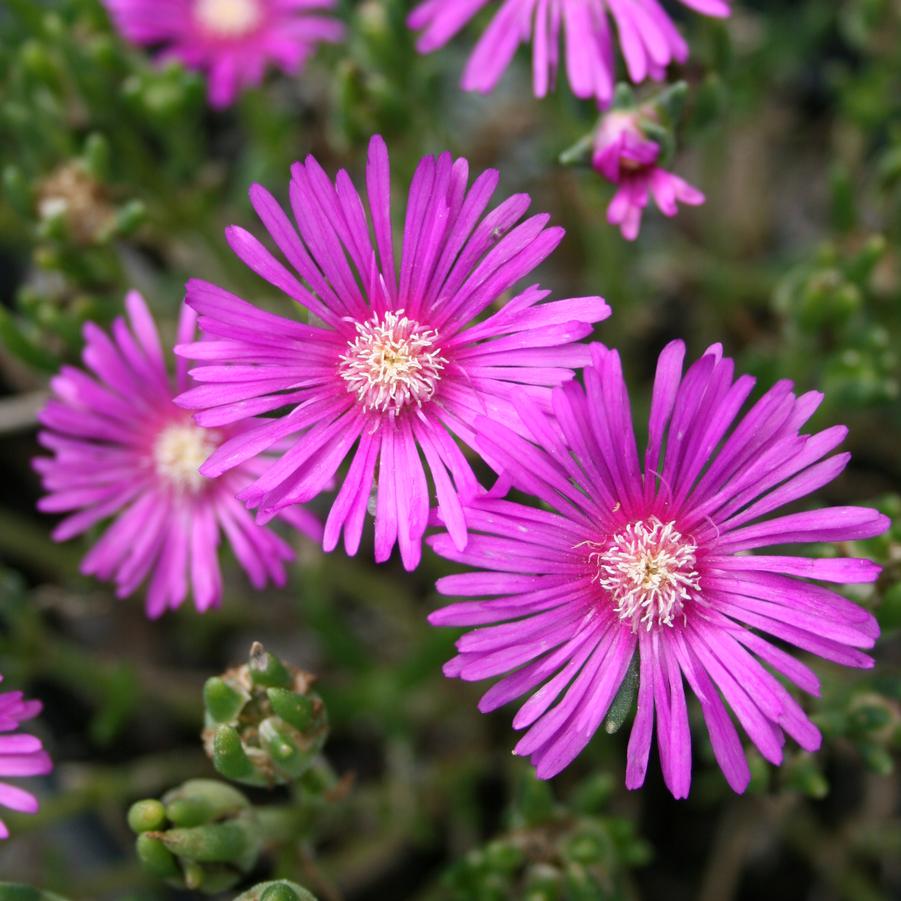 Delosperma cooperi 