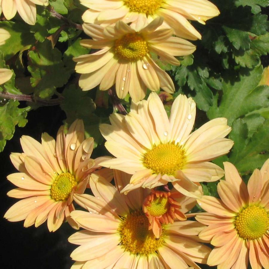 Chrysanthemum (Dendranthema) Yellow Sheffield
