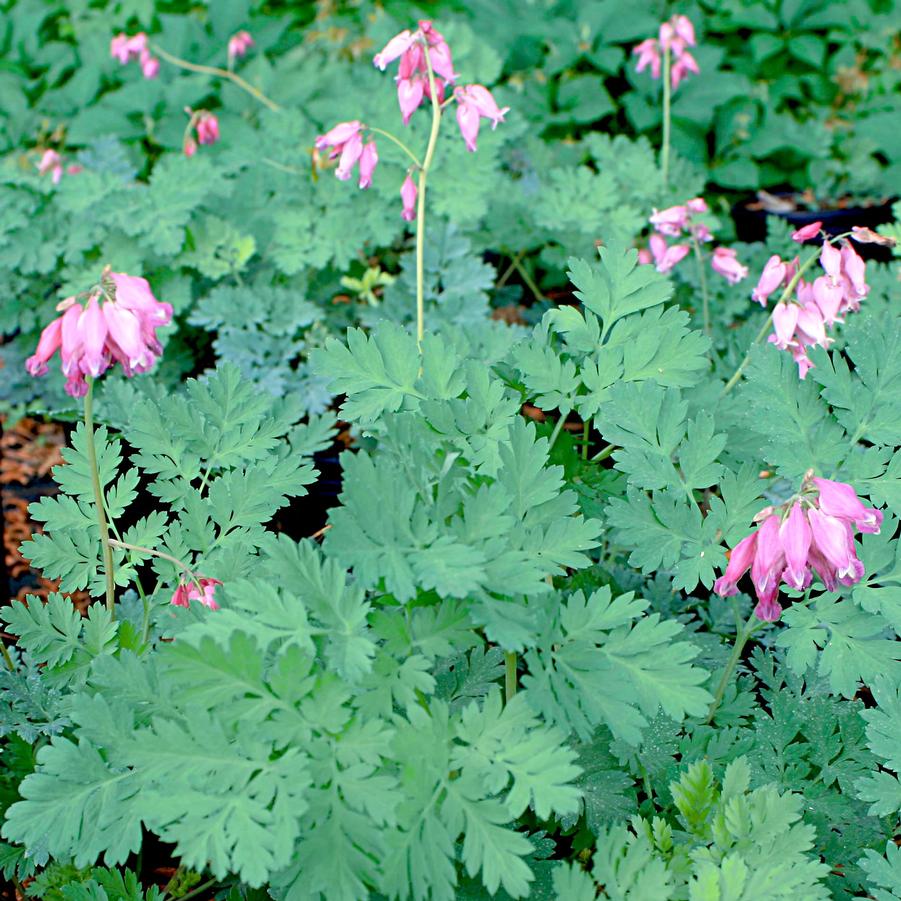 Dicentra eximia Luxuriant