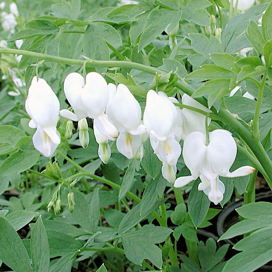 Dicentra spectabilis Alba