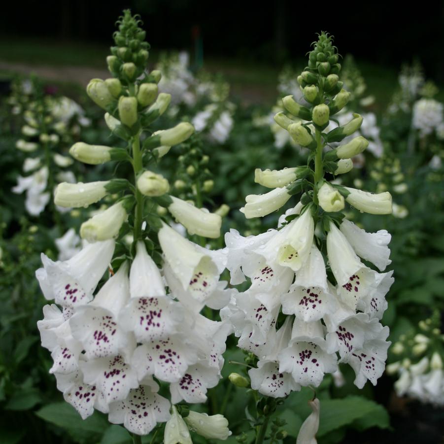 Digitalis purpurea Camelot White