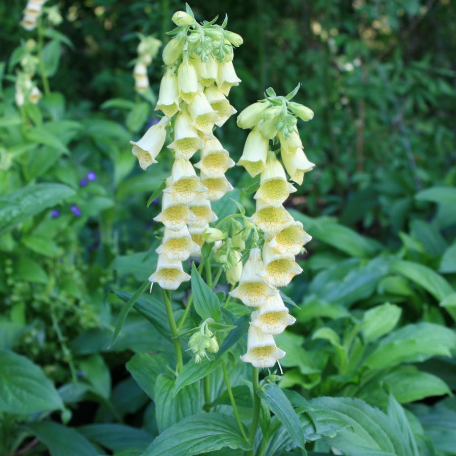 Digitalis grandiflora (ambigua) 