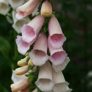 Digitalis purpurea Apricot