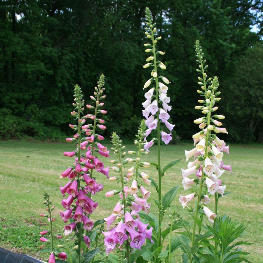 digitalis purpurea foxy