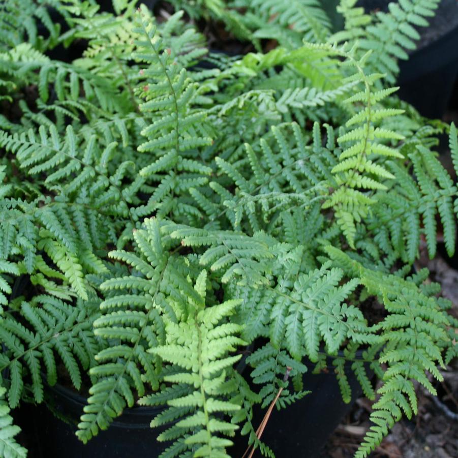 Dryopteris filix-mas 