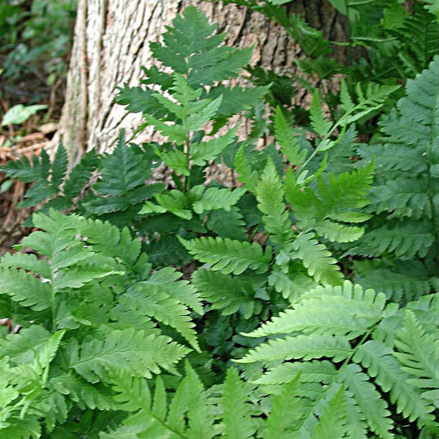 Dryopteris goldiana 