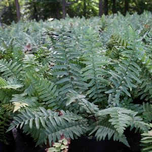 Dryopteris tokyoensis 