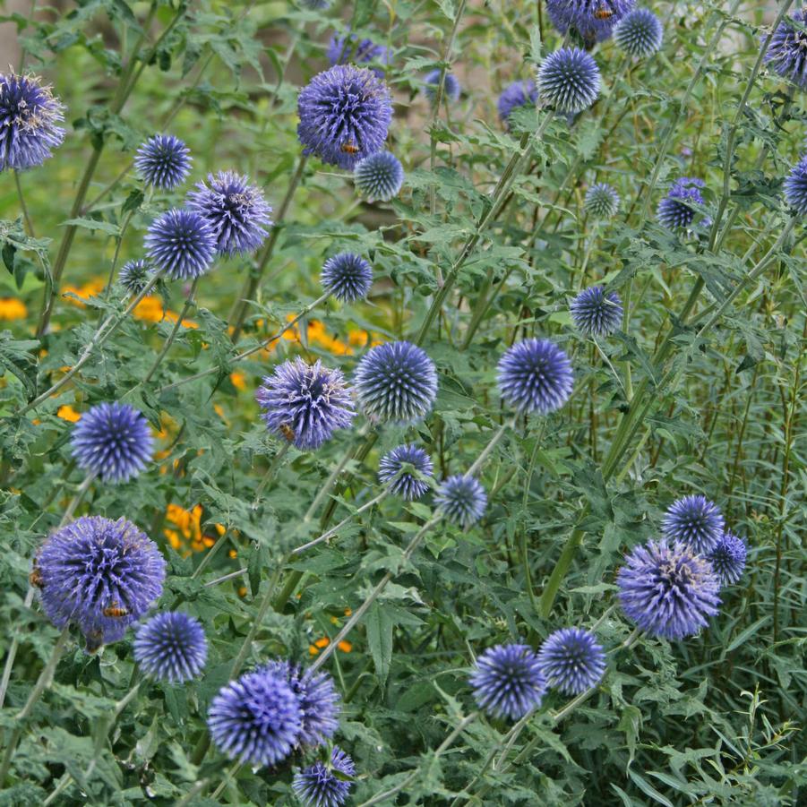 Echinops bannaticus Blue Glow