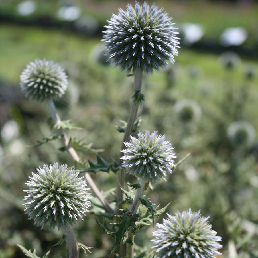 Echinops sphaerocephalis Arctic Glow